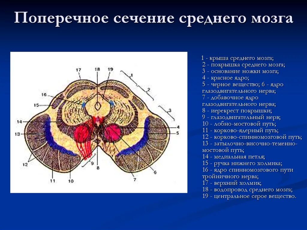 Ядра мозга образованный. Поперечный срез среднего мозга ядра. Поперечный срез среднего мозга схема. Строение среднего мозга анатомия. Анатомия среднего мозга анатомия промежуточного.