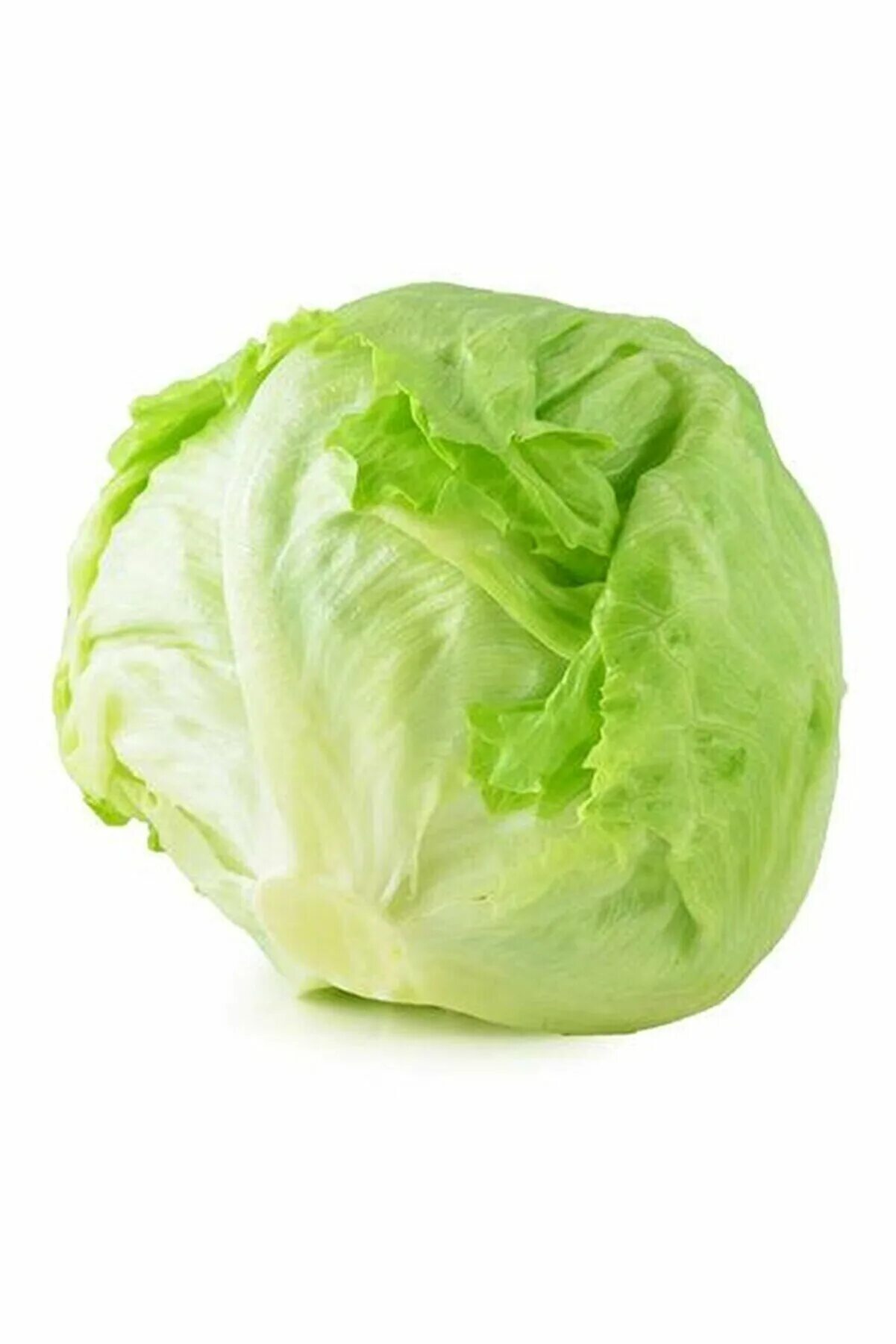 Айс салат. Iceberg lettuce. Капуста Айсберг. Салат кочанный Айсберг. Листья салата Айсберг.