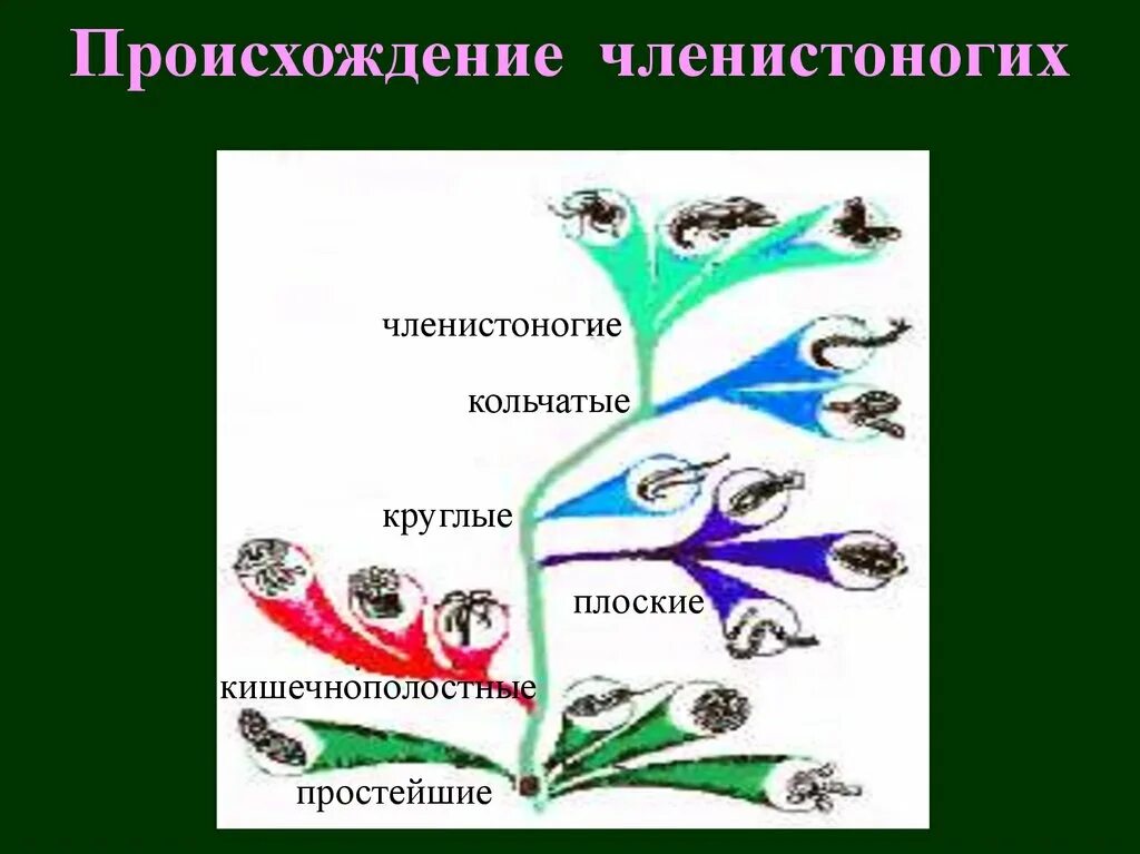 Как происходила эволюция членистоногих. Происхождение членистоногих. эволюция членистоногих. эволюционное древо членистоногих. эволюция членистоногих схема.