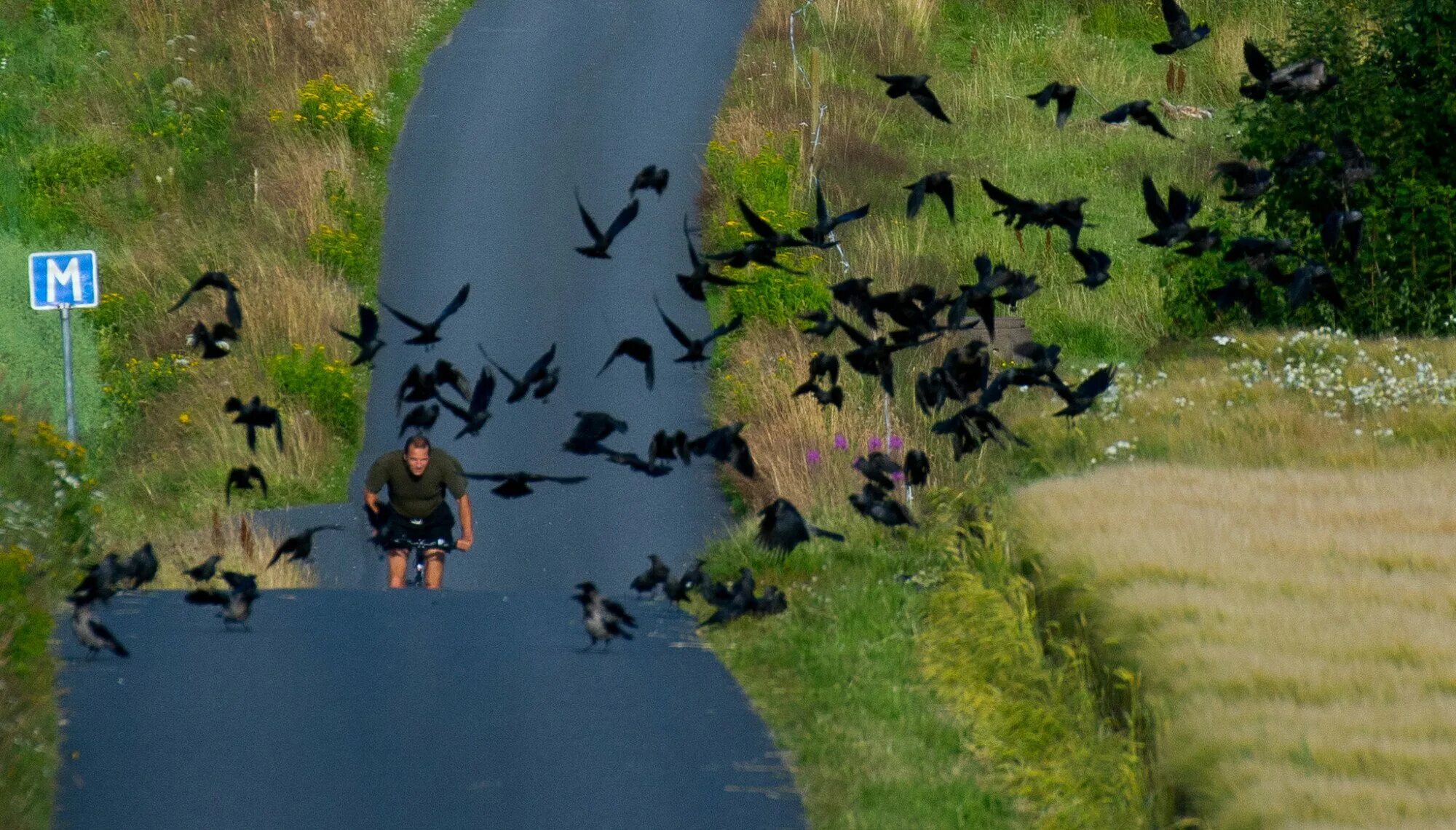 Птица нападает на фотографа. Вороны нападают на людей. Ворона нападает на человека. Вороны нападают на людей. Ворона нападает на человека.