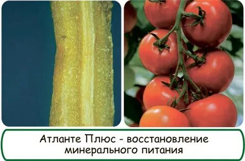 Атланте плюс
