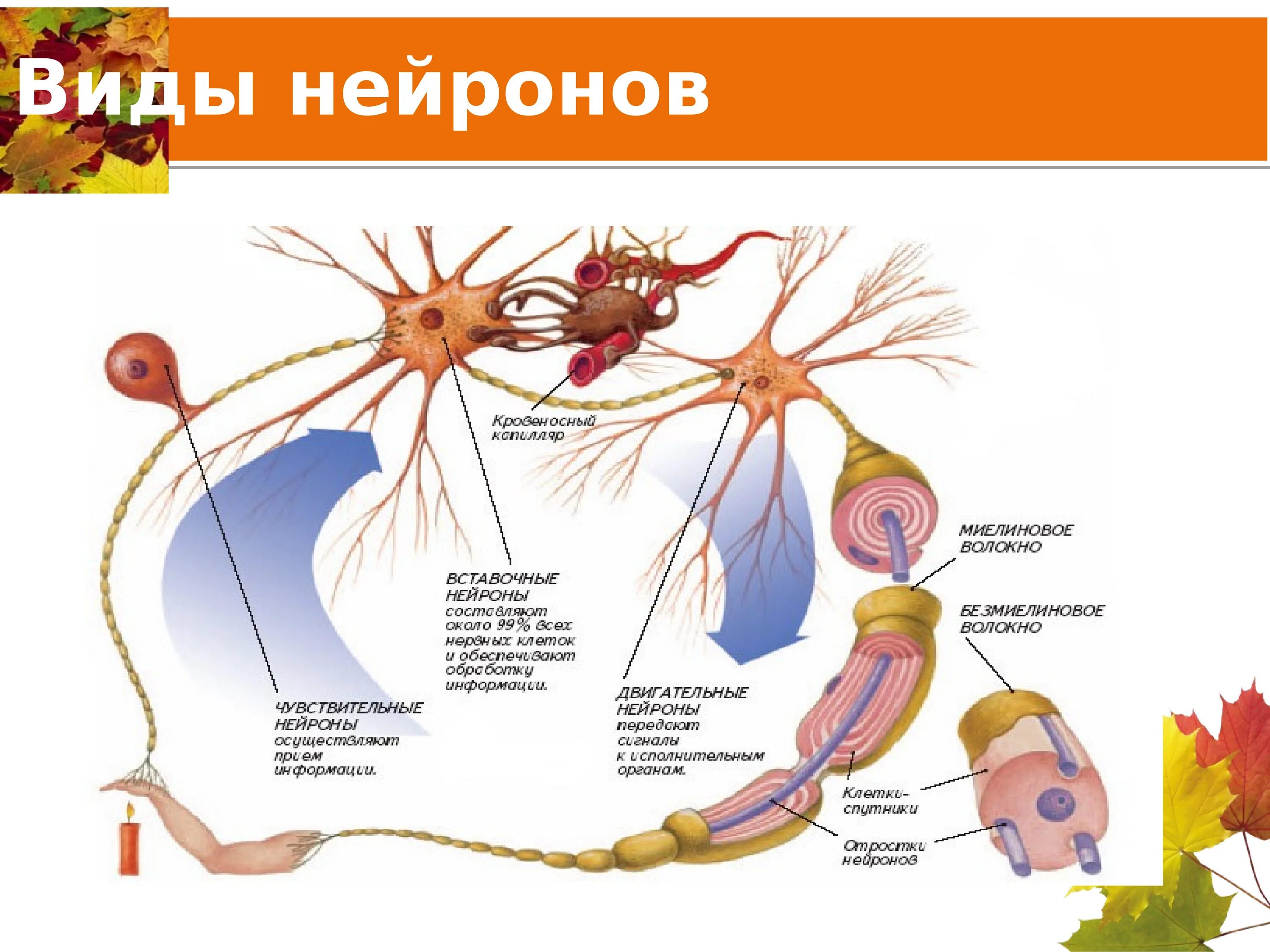 Группы нервных клеток