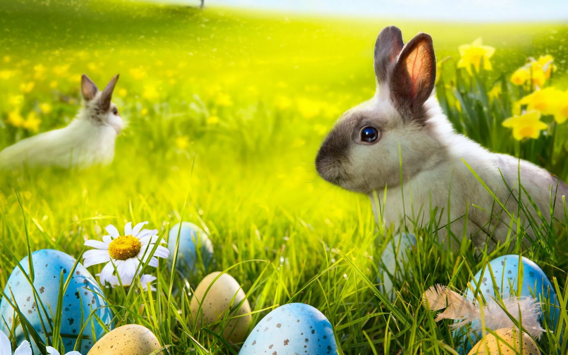 Spring rabbit