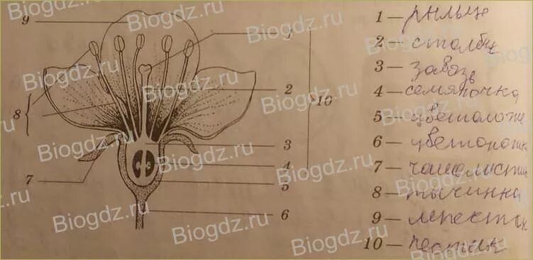 Сравнить цветок вишни и тюльпана. Строение цветка тюльпана схема. Сравнить цветок вишни и тюльпана. Основные части вишни и тюльпана подпишите их. Сравнить строение цветка вишни и тюльпана.