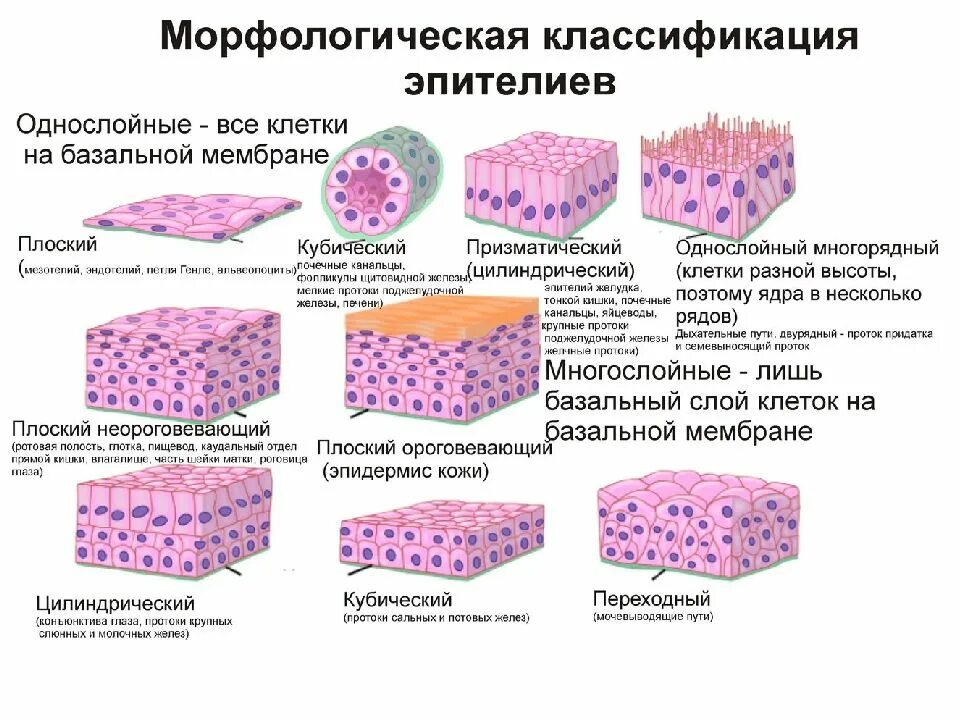 Какие функции выполняет эпителий. Морфологическая классификация эпителиальных тканей. Морфологические признаки эпителиальной ткани. Покровный эпителий схема. Полярность эпителиальной ткани.