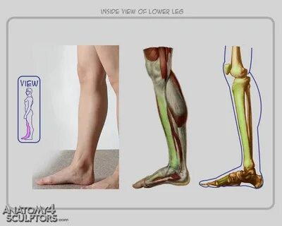 Lower leg