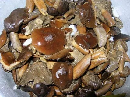 Горькушки соленые рецепт