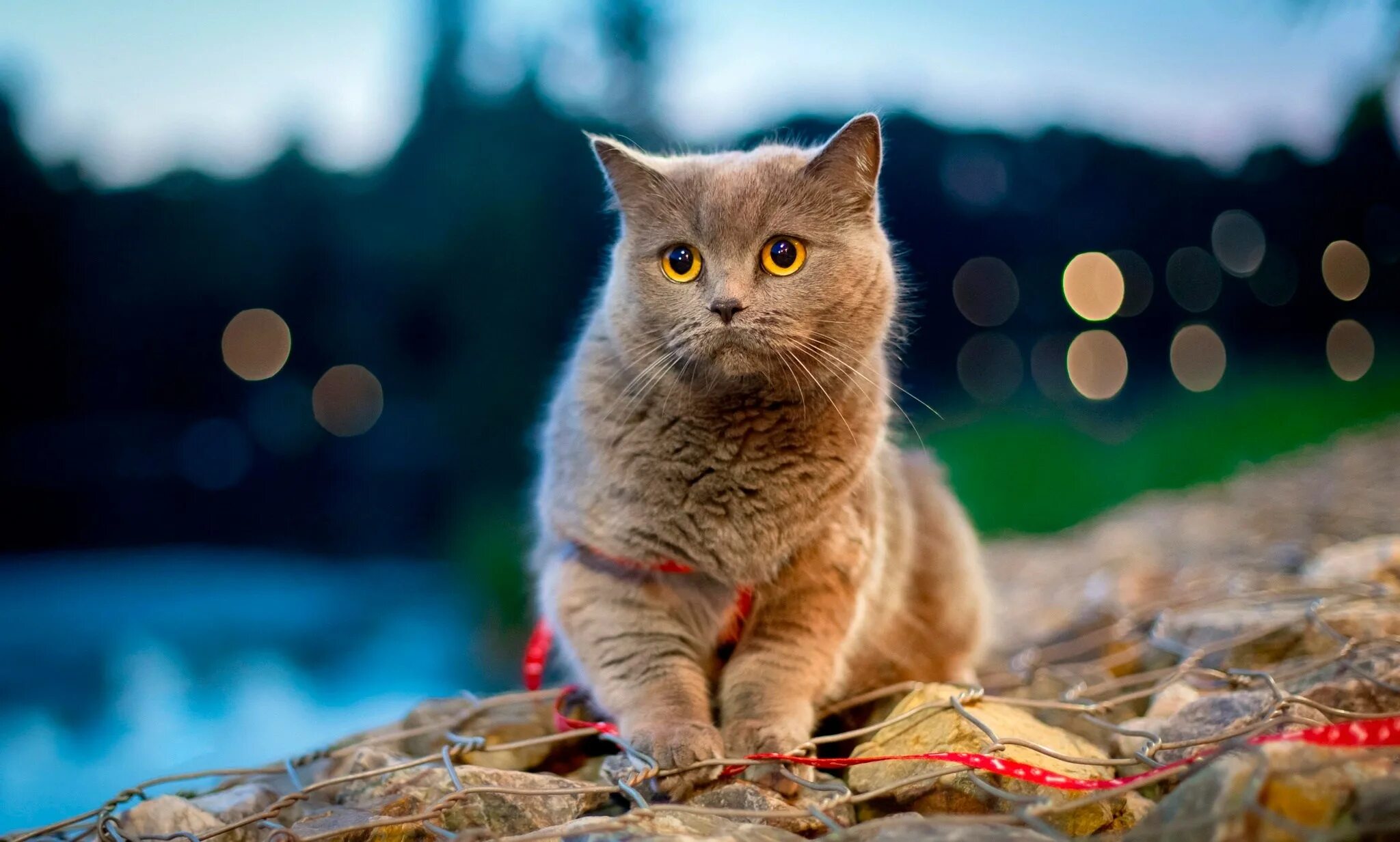 Коричневая кошка с зелеными глазами. Фото на обои кошки. Фон кошки. Cat tumblr. Фон для рабочего стола кот.
