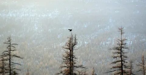 Мотыльки тайгой