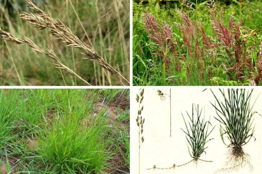 овсяница красная. овсяница фестука. овсяница луговая (festuca rubra. овсяница красная (festuca rubra). овсянка красная.