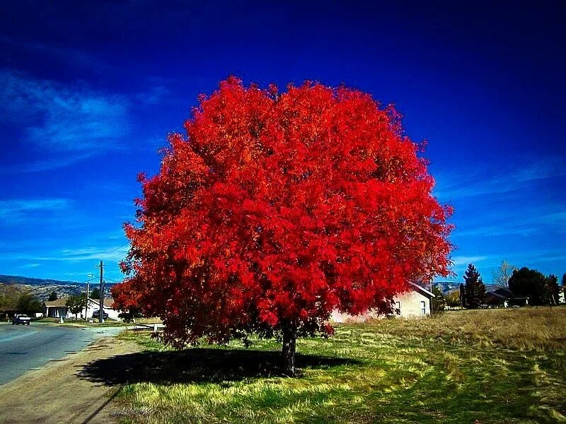 Tree red