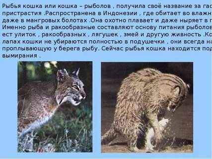 Научное сообщение о диких