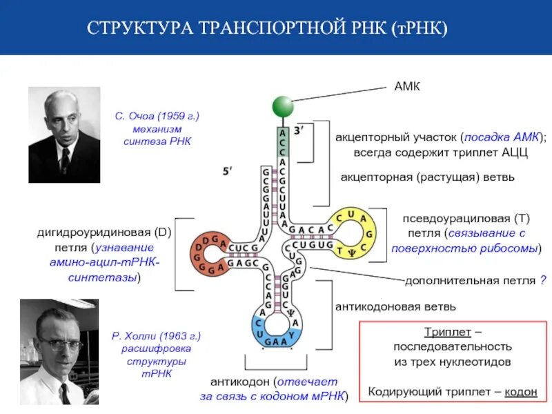 Структура трнк. Строение транспортной рнк. строение трнк биохимия. строение молекулы транспортной рнк. строение транспортной рнк биохимия.