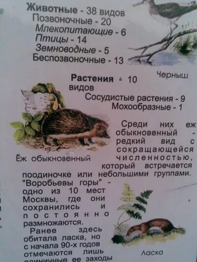 Как заменить слово питомец. Как заменить слово питомец