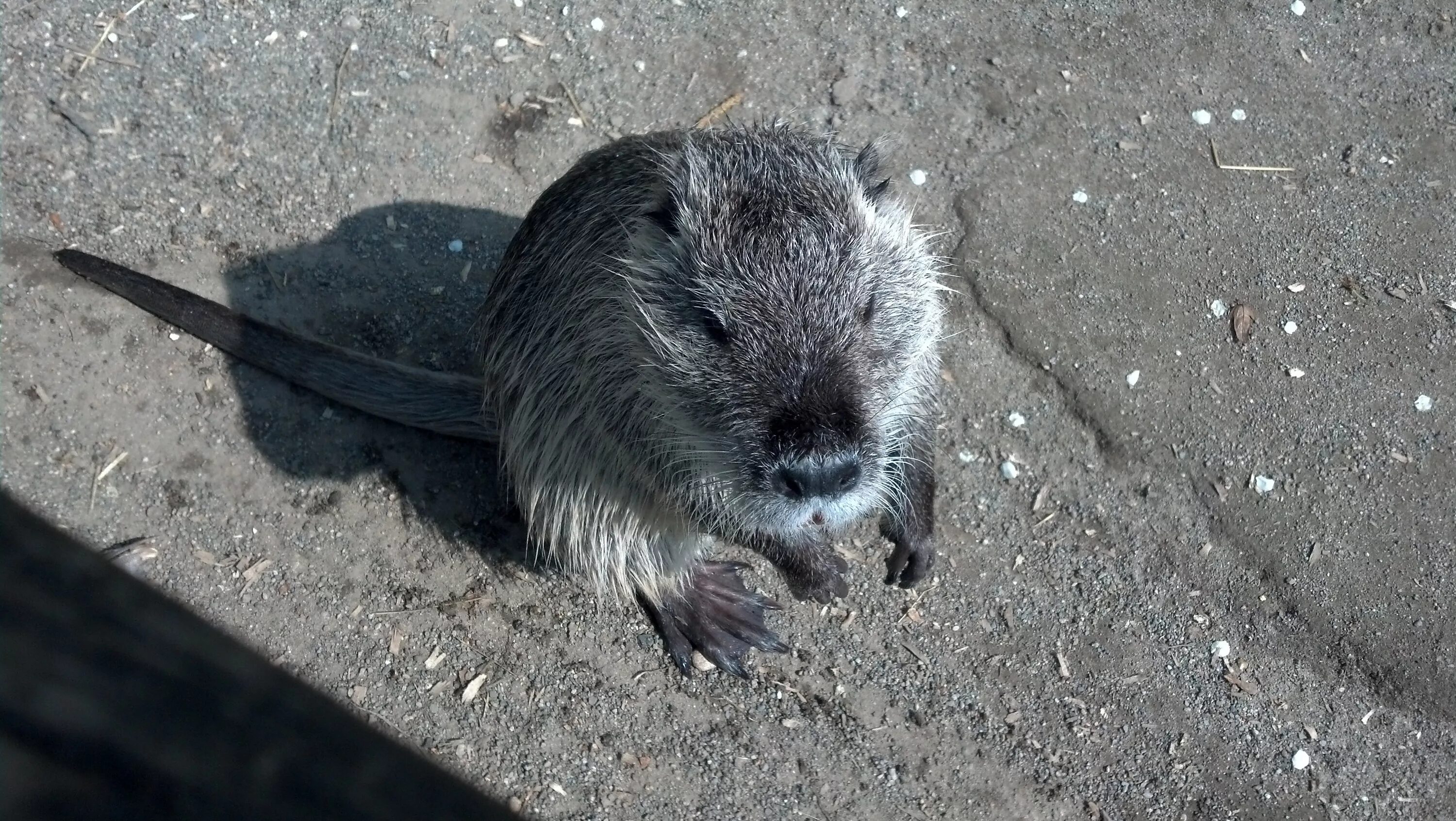 Животное похожее на большую крысу. Myocastor coypus нутрия. Myocastor coypus нутрия хвост. Водяная крыса нутрия. Нутрия хвост.