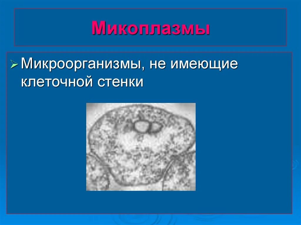 Микоплазма имеет клеточную стенку