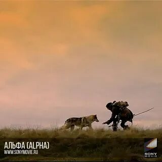 Испанец альфа