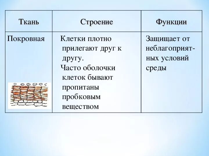 Функции покровной ткани. Покровная ткань строение и функции. Строение и функции. Особенности строения покровной ткани.