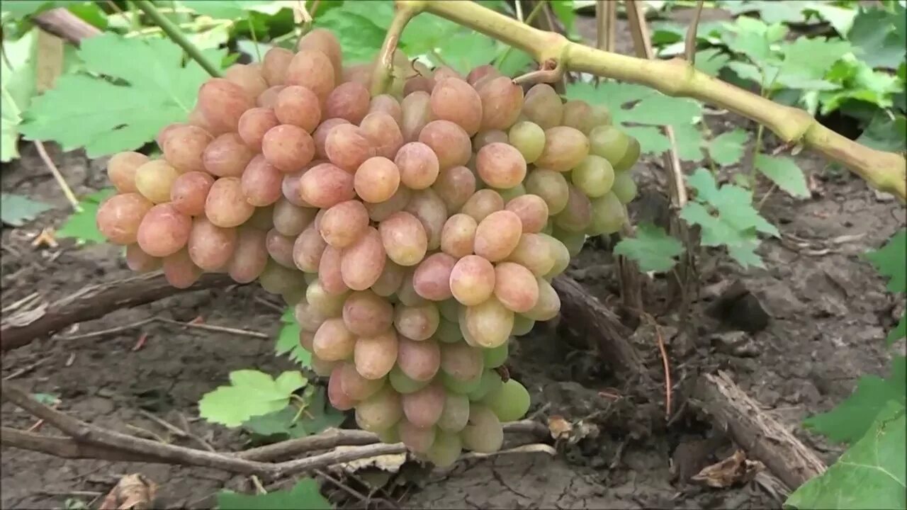 Аксайский кишмиш сорт. Виноград розовый аксайский кишмиш. виноград аксайский кишмиш. виноград кишмиш юпитер. кишмиш джин.
