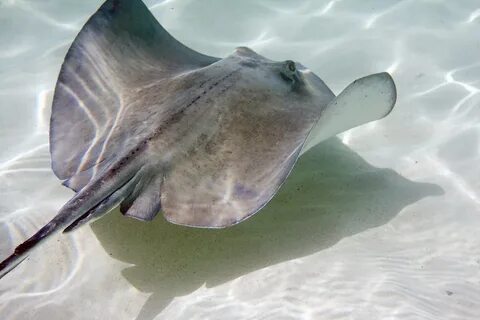 Stingray