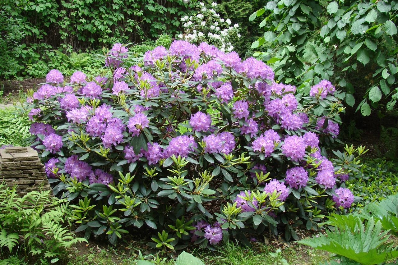 Рододендрон катевбинский. Рододендрон кватенбийский. Рододендрон гибридный catawbiense grandiflorum. Рододендрон catawbiense Boursault