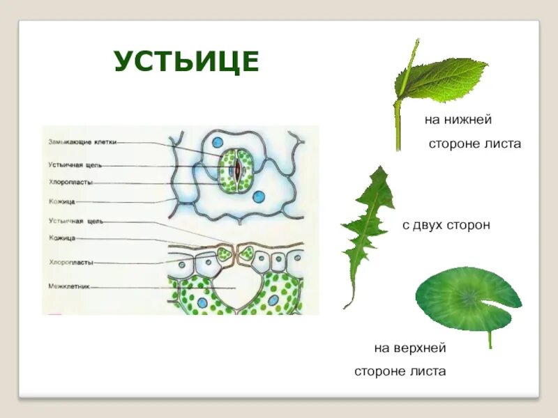 Устье растений. Строение устьица листа биология 6. Где находится устьице у листа. Расположение устьиц на листе. Устьица растений это в биологии 6 класс.