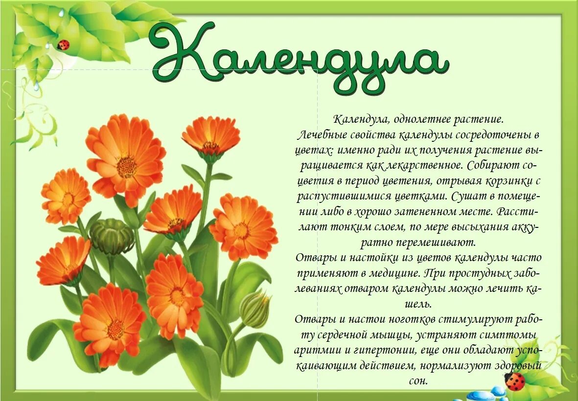 Беседа про цветы