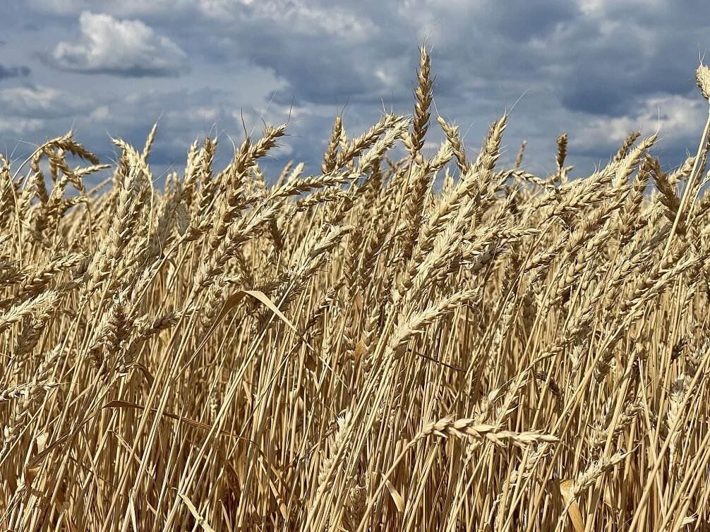 Пшеница яровая ирень. Озимая пшеница безостая 100. Яровая пшеница новосибирская 31. Пшеница озимая сорт «немчиновская 85» элита. Пшеница яровая остистая.