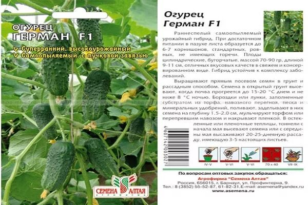Формирование куста огурцов кураж. Формирование куста огурцов кураж