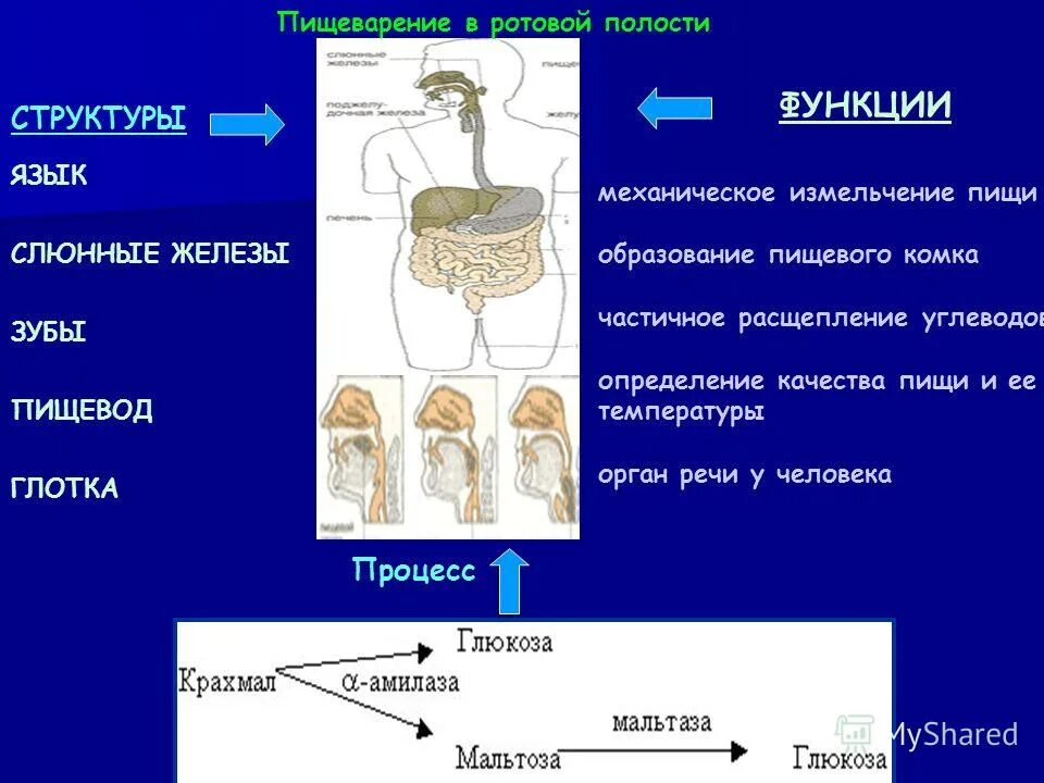 Пищеварение в ротовой полости ротовая полость таблица. Строение пищеварение в ротовой полости. Строение пищеварительной системы ротовая полость. Характеристика пищеварения в ротовой полости. Пищеварительная система полости рта