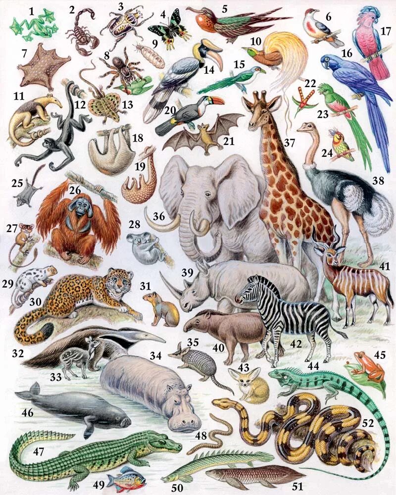 Мир животных очень разнообразен. Фауна. Много зверей. Множество животных. Разнообразный животный мир.