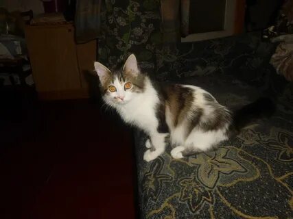 Кот 6 месяцев