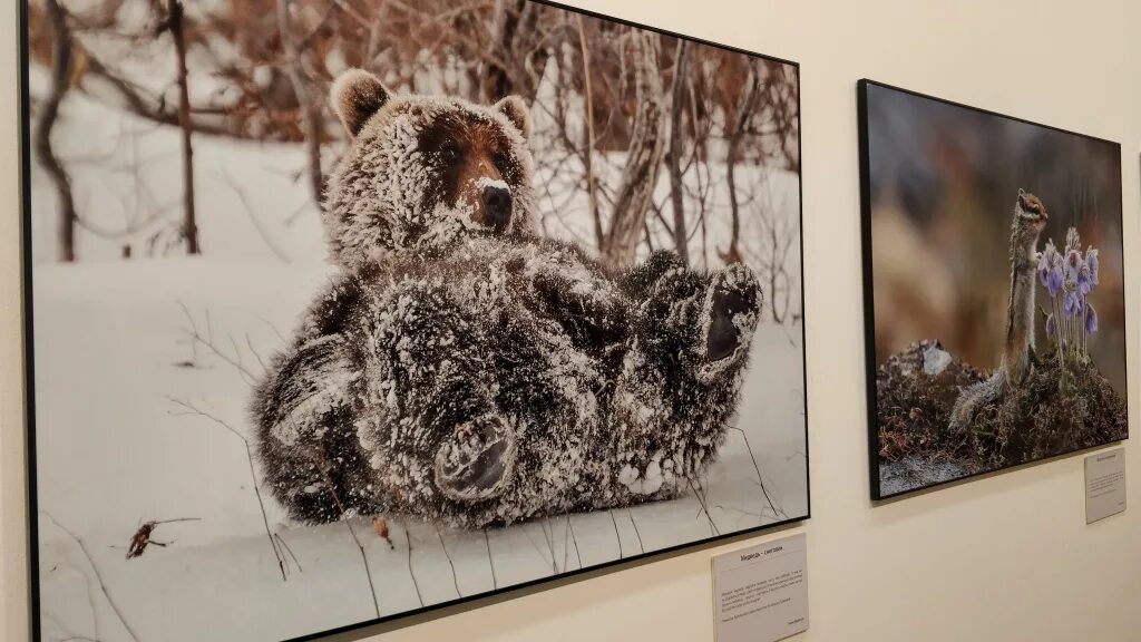 Цдх первозданная россия. Фестиваль Первозданная Россия. Первозданная Россия логотип. Первозданная Россия выставка. Первозданная Россия Третьяковка.