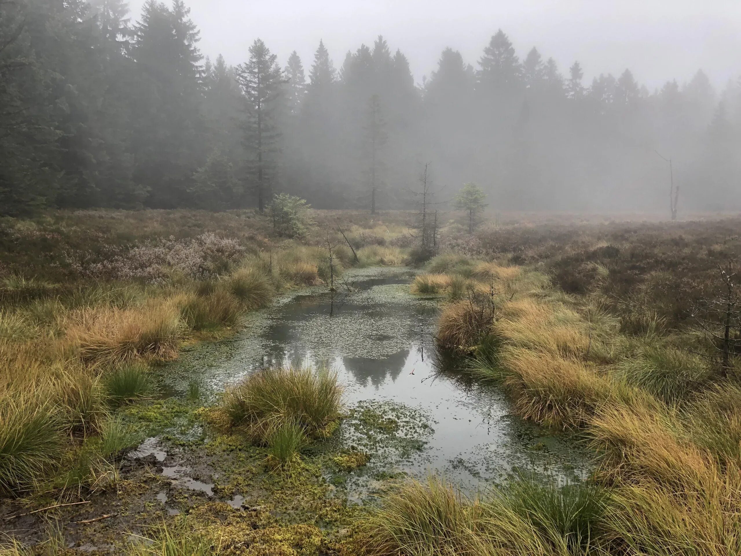 Тахтинское болото. Лесное болото топи кикимора. Топи там топи там. Топи розовое облако. Болото трясина топь.