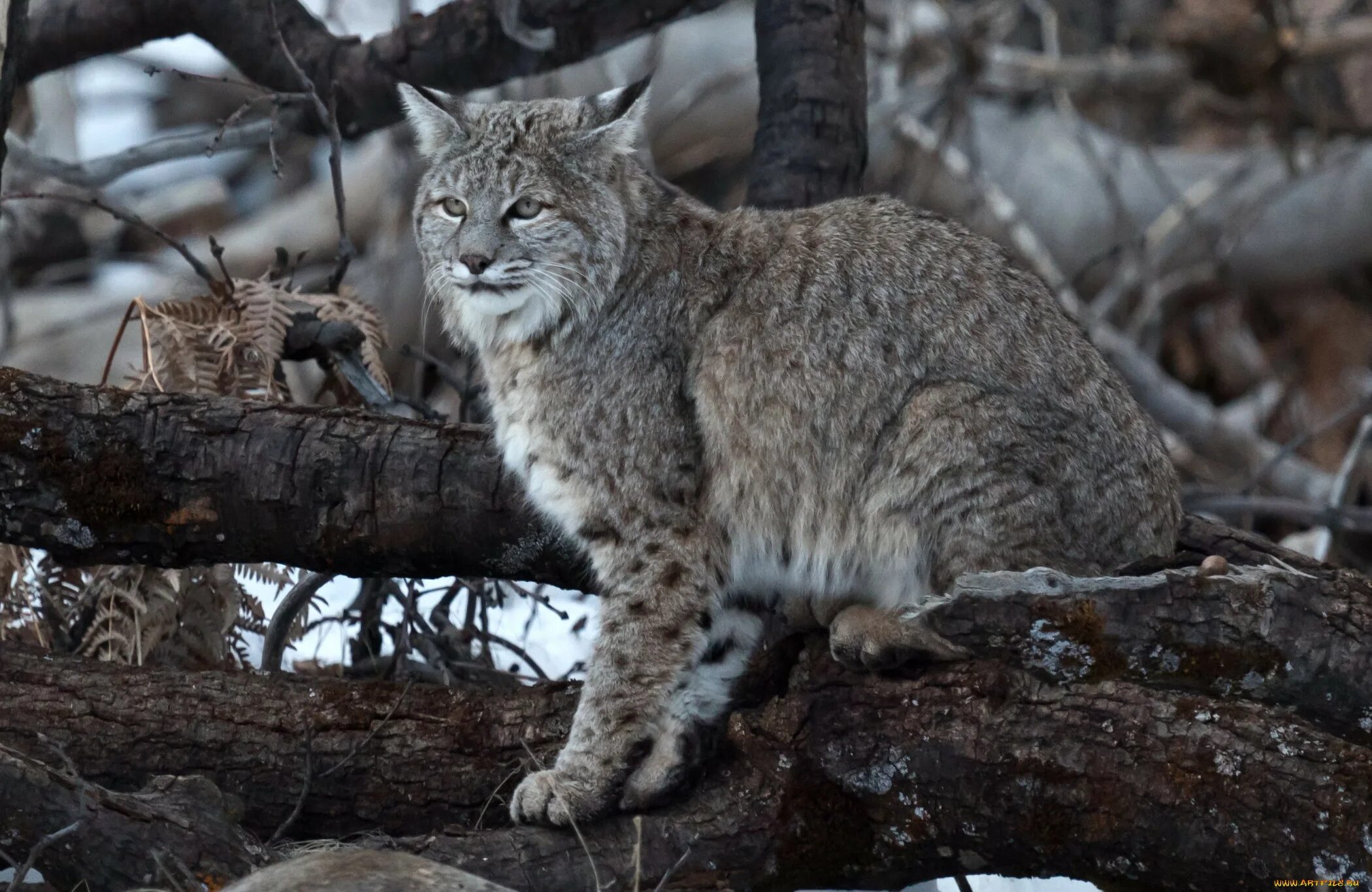 21 animal. Американская Рысь Бобкэт. Национальный парк Йосемити животные. Рыжая Рысь Бобкэт. Рысь Таганай.