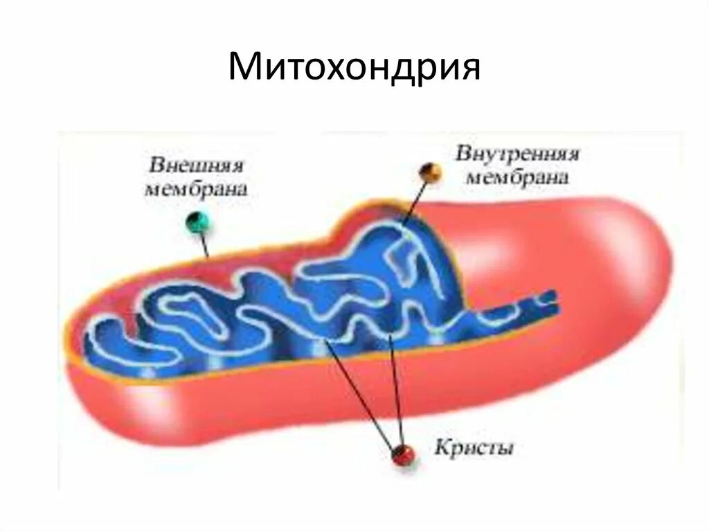 Внутренняя мембрана митохондрий. Митохондрия мембрана внутренняя схема. Строение мембраны митохондрии. Строение внутренней мембраны митохондрий.