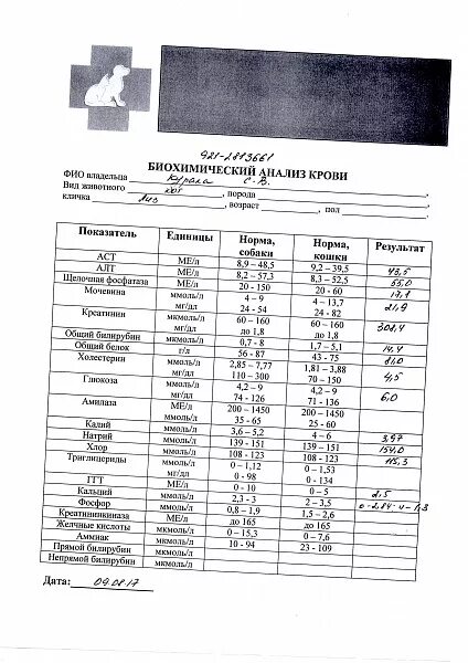 Биохимия крови кота. Биохимические показатели крови кошек в норме. Биохимия кошачьего анализа крови норма. Общий анализ крови у котов показатели. Анализ крови у кота показатель.