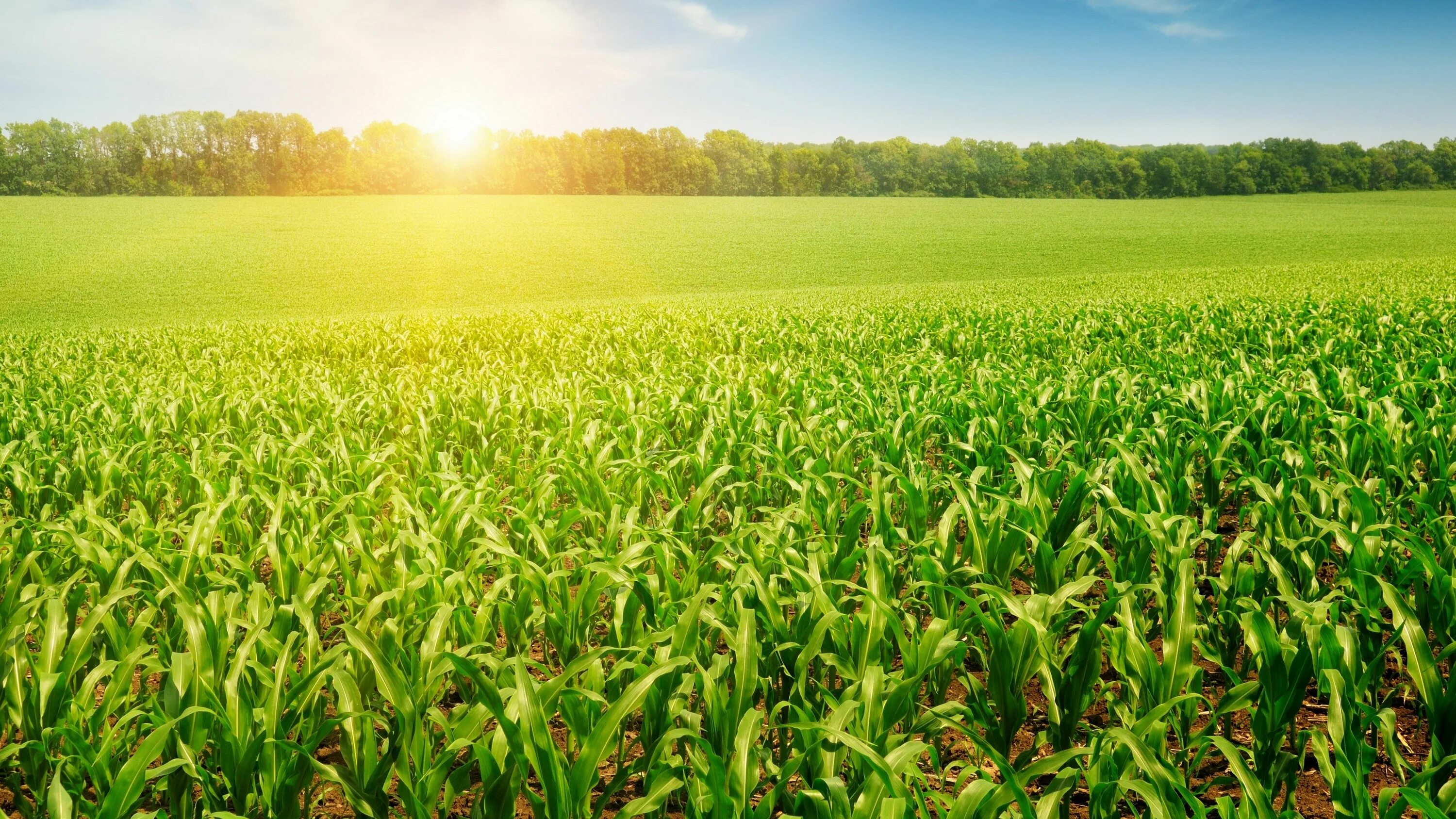 Corn fields