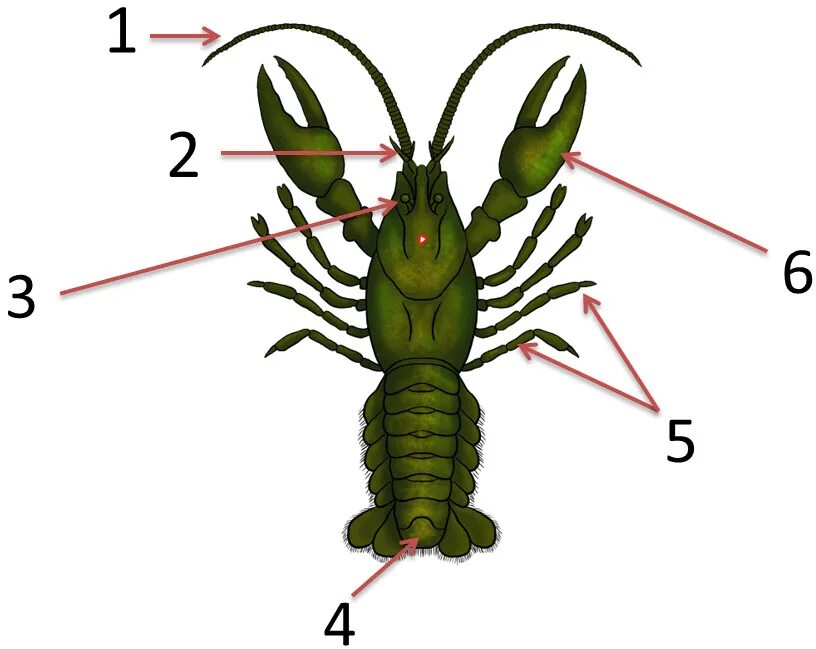 Антеннулы у ракообразных. Антенны у ракообразных. Антенны и антеннулы у ракообразных. Антенны и антеннулы функции. Речной рак 7 класс