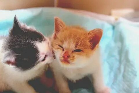Love kitten