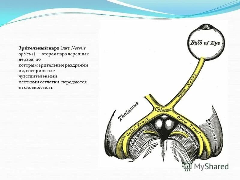 2 пара черепных. Отделы зрительного нерва. зрительный нерв (nervus opticus). зрительный нерв (ii пара). зрительный нерв 2 пара анатомия.