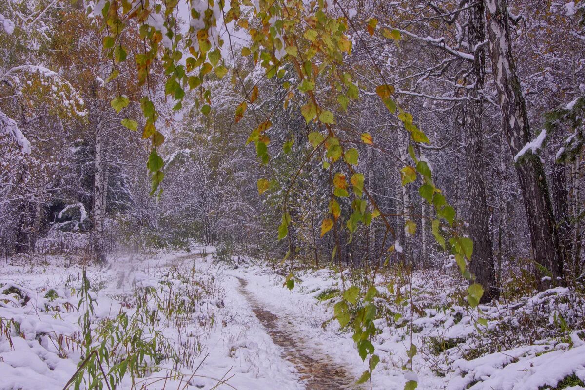 Первый снег. Осень снег. Ноябрь первый снег. Первый снег на Урале. Ноябре выпадет снег