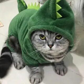 Костюм дракона для кота