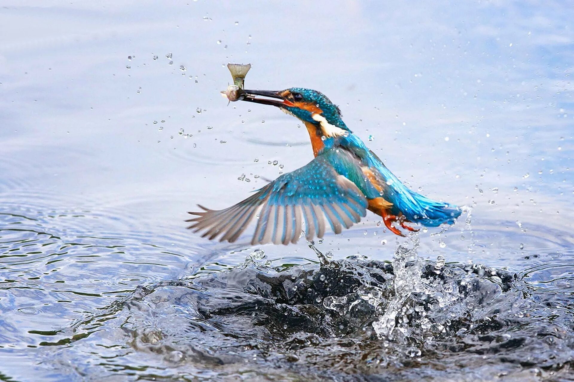 Птицы летающие под водой