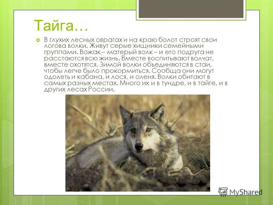 Где обитает серый волк. Где обитают волки. Красивый волк. Обитание волка. Где обитает серый волк.