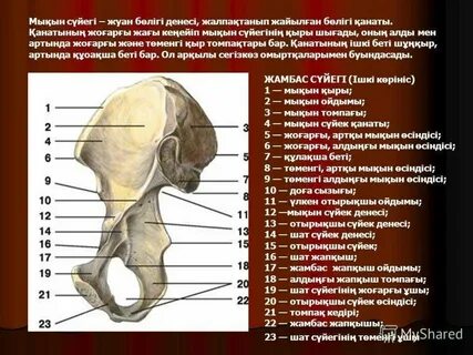 Кең жамбас арасындағы киска