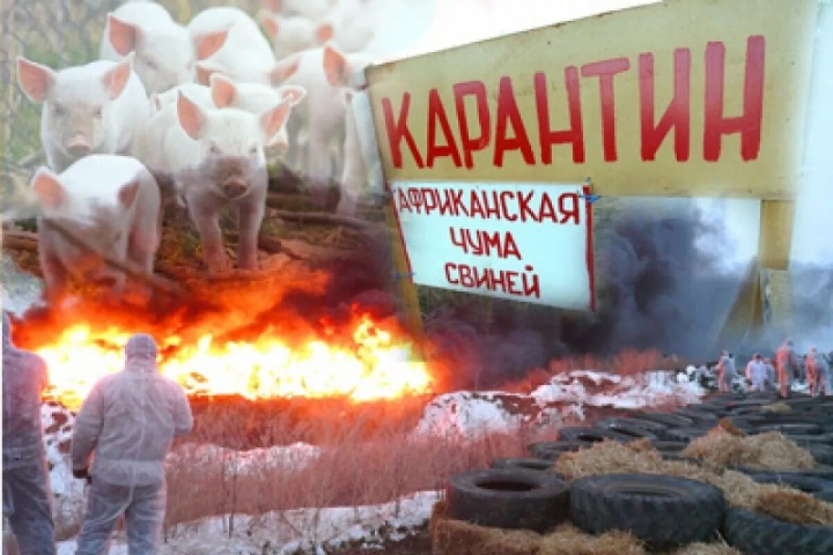 Ачс в краснодарском крае 2025