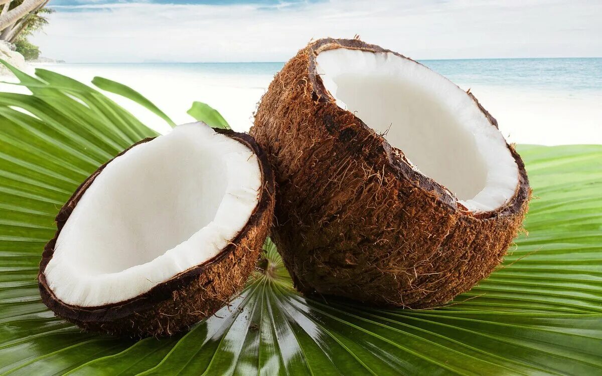 Coconut перевод на русский. Коконат Кокос. Кокос орех. Скорлупа кокоса. Кокосовые листья.