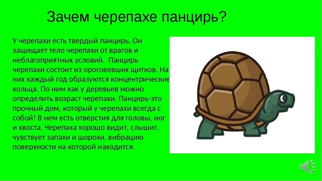 Предложение о черепахе схема предложения. Зачем черепахе панцирь. что такое панцирь у черепахи кратко. зачем черепахе панцирь для детей. из чего состоит панцирь черепахи.