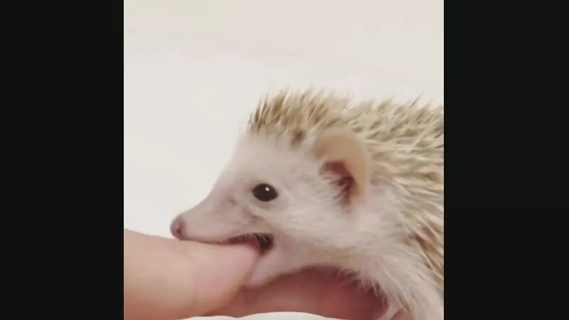 Публикации / Закладки / Профиль hedgeven / Хабр